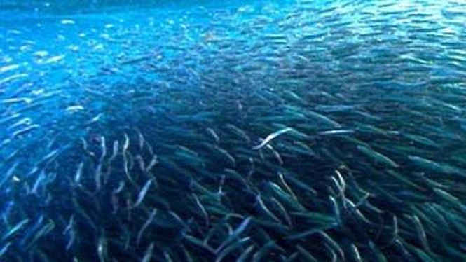 105927_ikan-teri_665_374.jpg.ba159e7bce92f0f0f8935e56274e3473.jpg